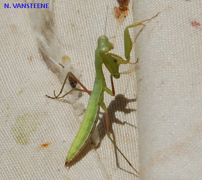 Mantis religiosa